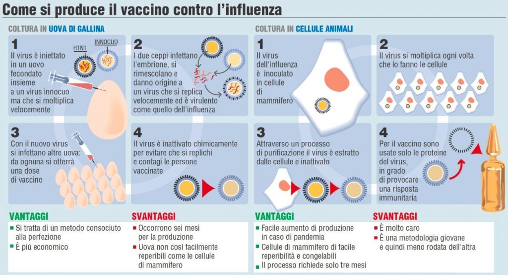 Metodi di produzione dei vaccini, su uova di gallina e in cellu-le animali (Fonte: ANSA)