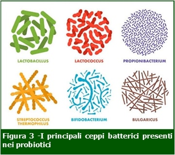 Ceppi-batterici-probiotici-Professione-Farmacia-ECM-MEI
